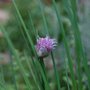 Chives
