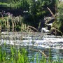 water and reeds Dundee