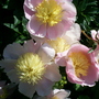 prcious pink piony