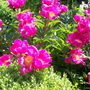 A garden flower photo