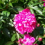 A garden flower photo