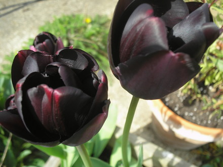 Tulips