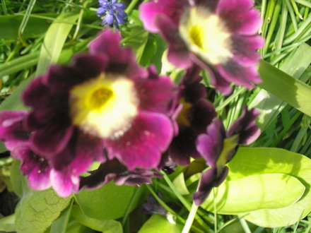 A garden flower photo