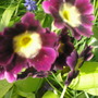 A garden flower photo
