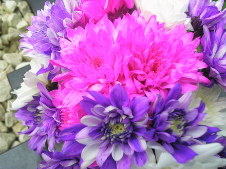 A garden flower photo