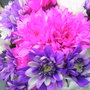 A garden flower photo