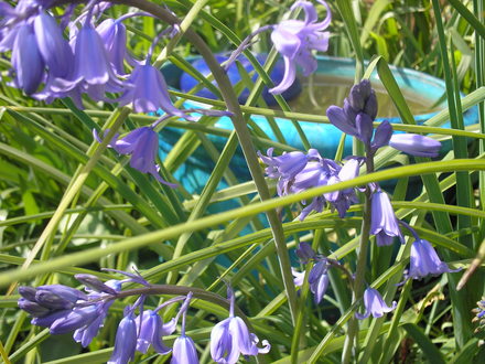 My Bluebells