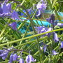 My Bluebells