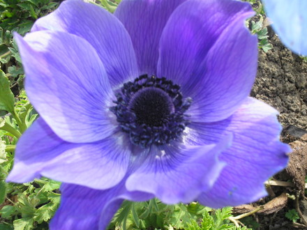 Anemone