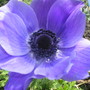 Anemone