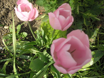 Pink Tulips