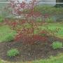 Red Maple