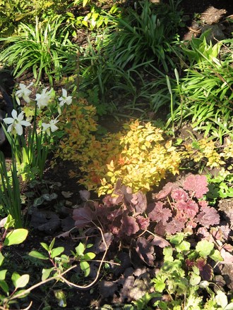 Garden woodland border