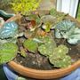 Pot of mixed begonias