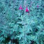 Monarda dydima
