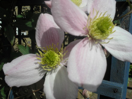 Clematis Montana