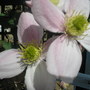 Clematis Montana