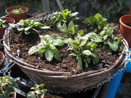 My Hanging Basket