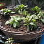 My Hanging Basket