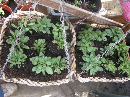 Petunia Hanging Baskets