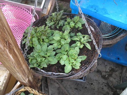 Petunia Hanging Baskets