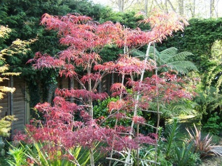 Acer 'Bloodgood' (Acer palmatum (Japanese maple) 'Bloodgood')