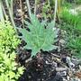 False Rhubarb (Rheum palmatum (Chinese rhubarb))
