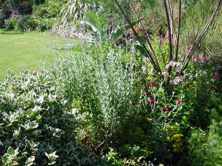Perovskia (Perovskia atriplicifolia 'Blue Spire')