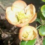 Chaenomeles japonica 'Geisha Girl' (Chaenomeles japonica)