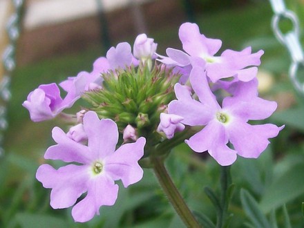 Trailing Verbena Babylon 'Light Blue'