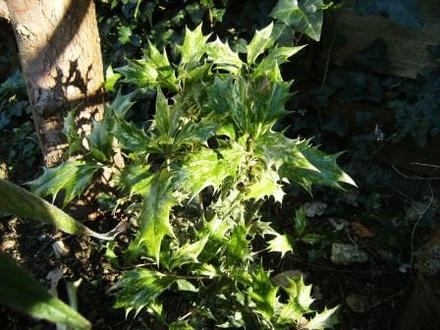Osmanthus (Osmanthus heterophyllus 'Variegatus')
