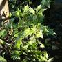 Osmanthus (Osmanthus heterophyllus 'Variegatus')