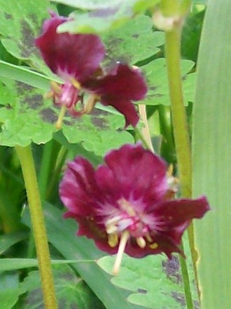 27_4_17.jpg (Geranium phaeum)