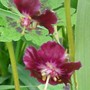 27_4_17.jpg (Geranium phaeum)