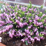 purple heather (calluna vulgaris)