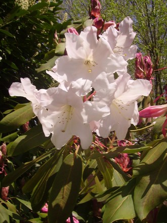 Tibetan rhododendron (rhododendron)