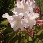 Tibetan rhododendron (rhododendron)
