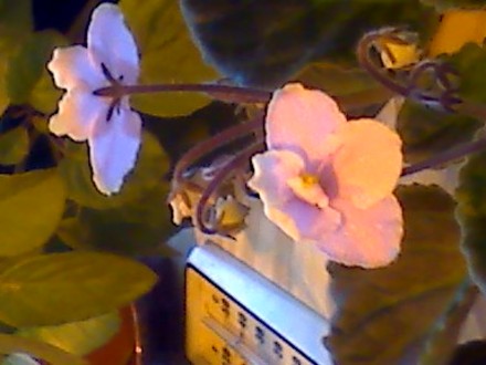 african violet spring