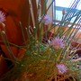 window chives (Allium schoenoprasum (Chives))