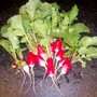 Russel_radishes