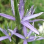 Camassia_opening
