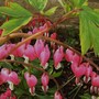 Plant Portraits - In My Garden 