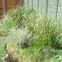 grasses round the pond.