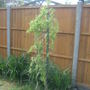 Twisted curly willow.