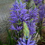 Plant Portraits - In My Garden