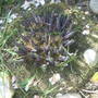 Hosta