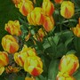 Plant Portraits - In My Garden