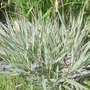 Grasses