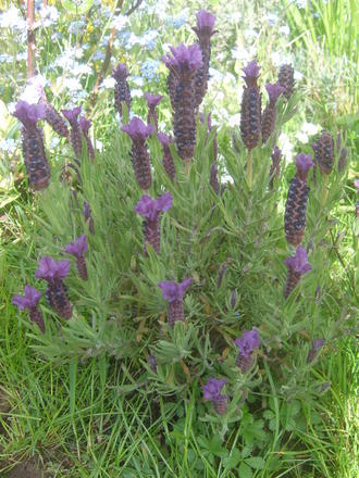 Lavender