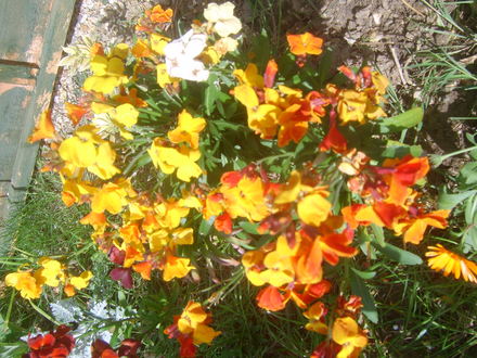 Wallflowers